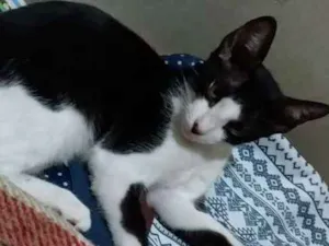 Gato raça SRD idade 2 a 6 meses nome Jade