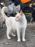 Lola (castrada)