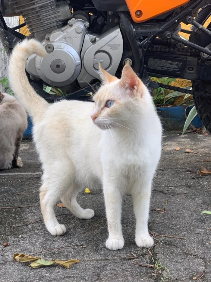 Gato ra a SRD  idade 2 anos nome Lola (castrada)