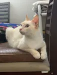Lola (castrada)