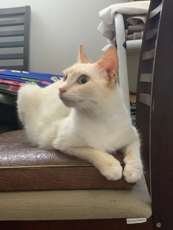 Gato ra a SRD  idade 2 anos nome Lola (castrada)