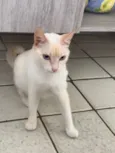 Lola (castrada)