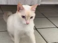 Lola (castrada)