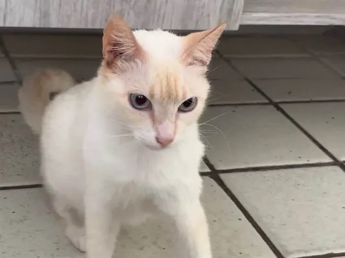 Gato ra a SRD  idade 2 anos nome Lola (castrada)