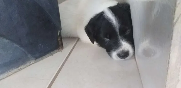 Cachorro ra a Não definida  idade 2 a 6 meses nome Oreo