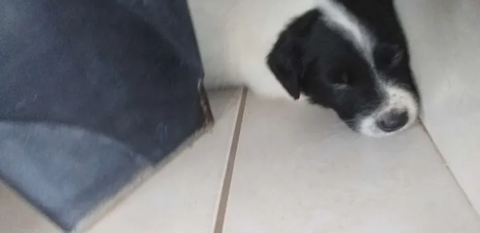 Cachorro ra a Não definida  idade 2 a 6 meses nome Oreo