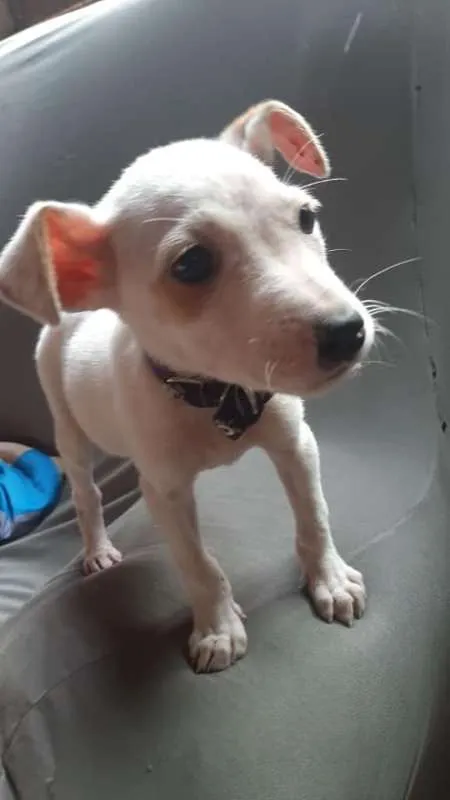 Cachorro ra a srd idade 2 a 6 meses nome filhote