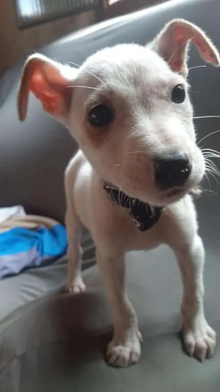 Cachorro ra a srd idade 2 a 6 meses nome filhote