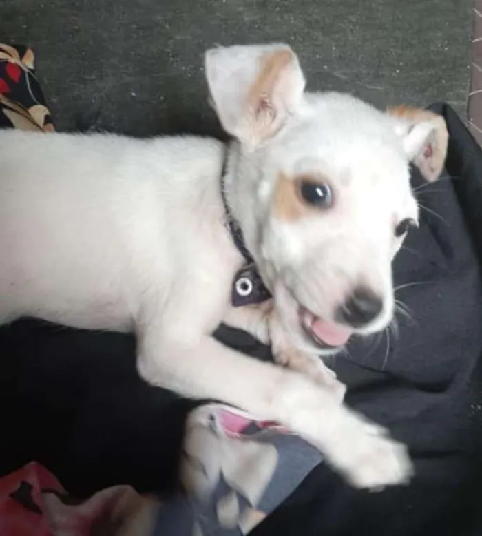 Cachorro ra a srd idade 2 a 6 meses nome filhote