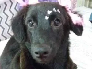 Cachorro raça srd idade 2 a 6 meses nome Duda e Lucy