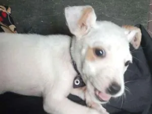 Cachorro raça srd idade 2 a 6 meses nome filhote