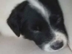 Cachorro raça Não definida  idade 2 a 6 meses nome Oreo