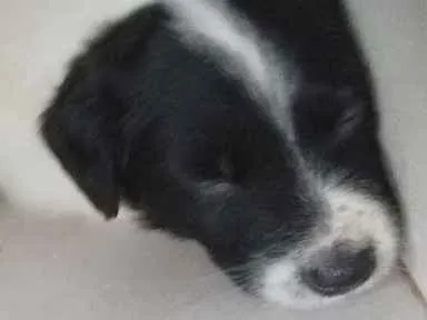 Cachorro ra a Não definida  idade 2 a 6 meses nome Oreo