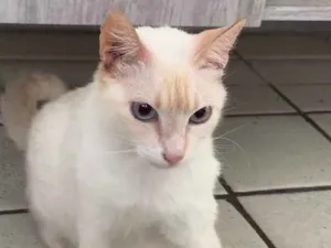 Gato raça SRD  idade 2 anos nome Lola (castrada)