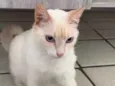Lola (castrada)