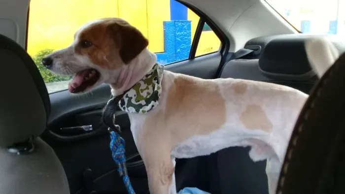 Cachorro ra a Sem raça definida idade 2 anos nome Theodoro
