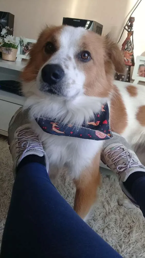 Cachorro ra a Sem raça definida idade 2 anos nome Theodoro