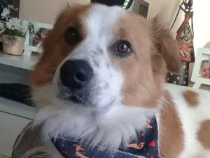 Cachorro raça Sem raça definida idade 2 anos nome Theodoro