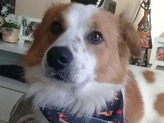 Cachorro ra a Sem raça definida idade 2 anos nome Theodoro