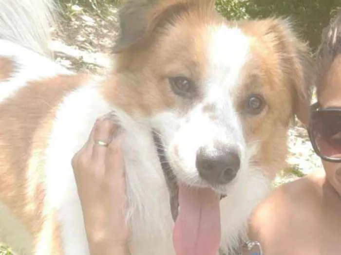 Cachorro ra a Sem raça definida idade 2 anos nome Theodoro