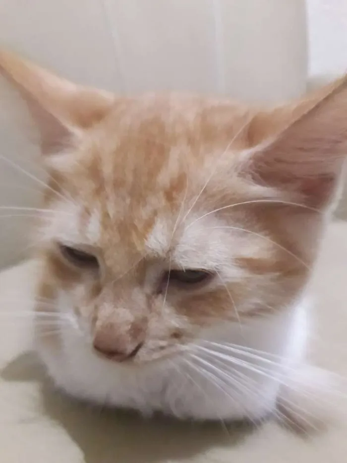 Gato raça Não definida idade 2 a 6 meses nome Não nomeado