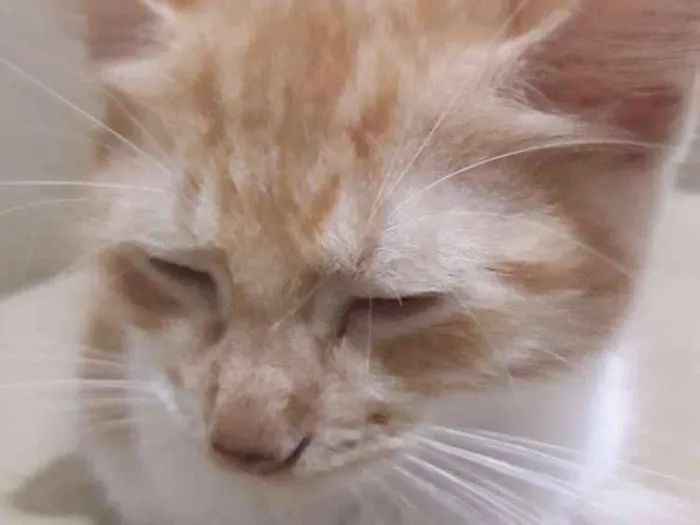 Gato raça Não definida idade 2 a 6 meses nome Não nomeado