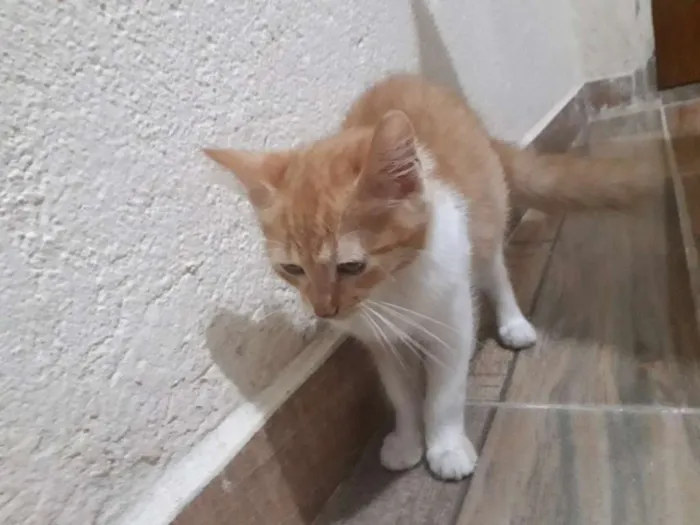 Gato raça Não definida idade 2 a 6 meses nome Não nomeado