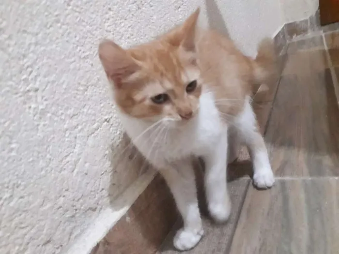 Gato raça Não definida idade 2 a 6 meses nome Não nomeado