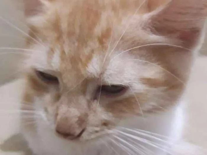 Gato raça Não definida idade 2 a 6 meses nome Não nomeado