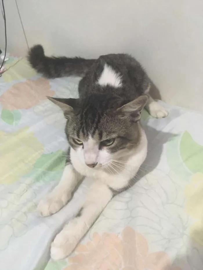 Gato ra a Vira lata idade 1 ano nome Luck