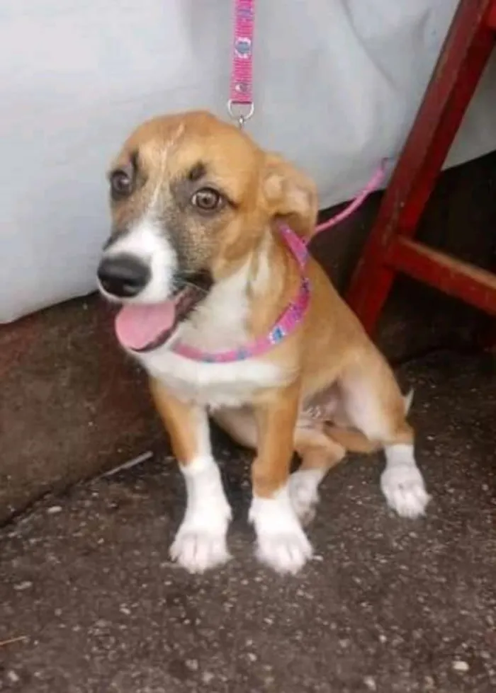 Cachorro ra a Vira lata idade 2 a 6 meses nome Mel