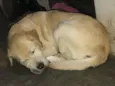Marley