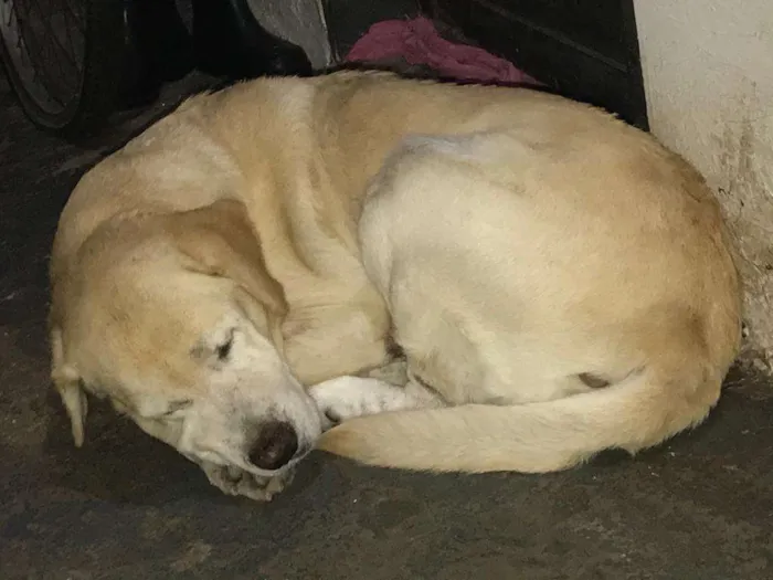 Cachorro ra a Labrador Retriever idade 5 anos nome Marley