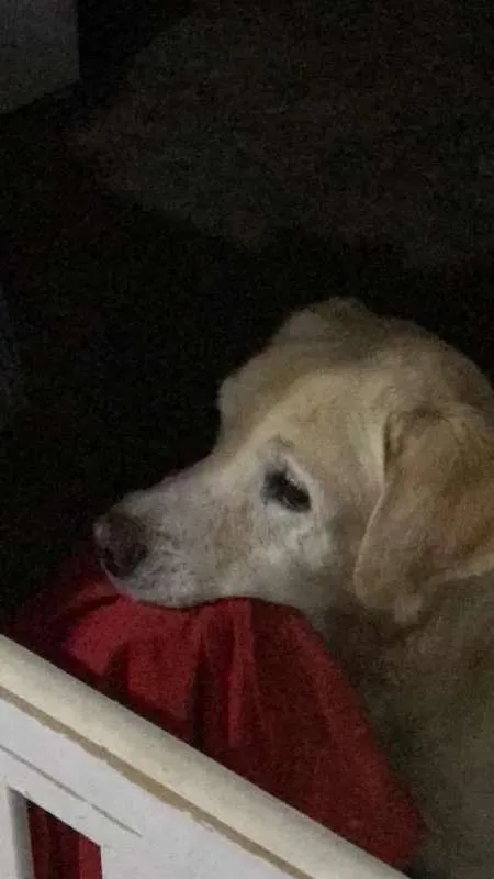 Cachorro ra a Labrador Retriever idade 5 anos nome Marley