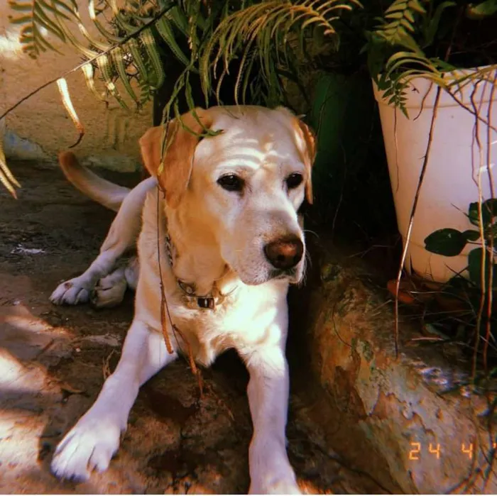 Cachorro ra a Labrador Retriever idade 5 anos nome Marley