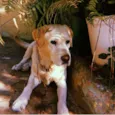 Marley