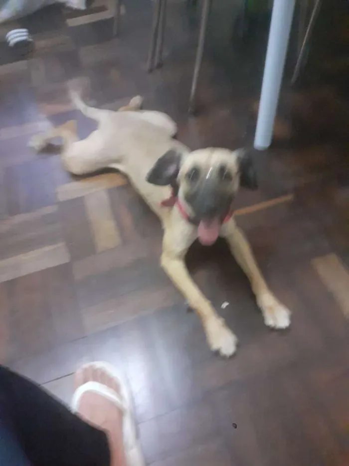 Cachorro ra a Vira lata idade 1 ano nome Cacau