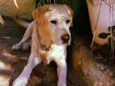Marley