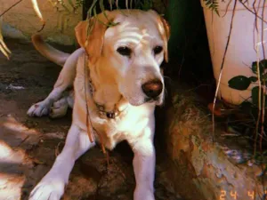 Cachorro raça Labrador Retriever idade 5 anos nome Marley