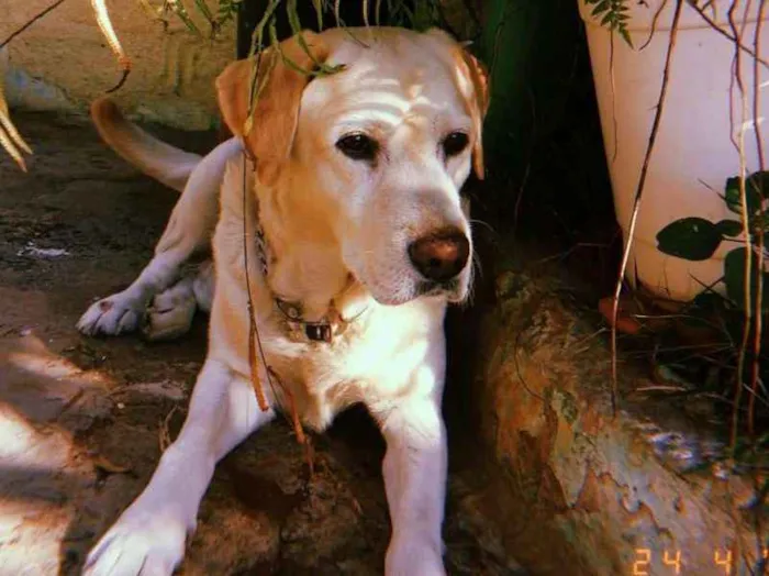 Cachorro ra a Labrador Retriever idade 5 anos nome Marley