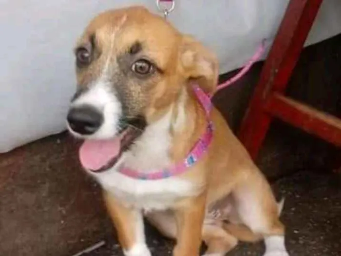 Cachorro ra a Vira lata idade 2 a 6 meses nome Mel