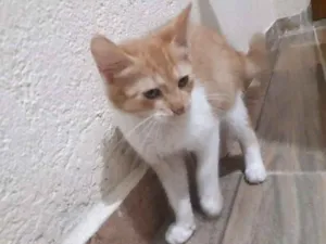 Gato raça Não definida idade 2 a 6 meses nome Não nomeado