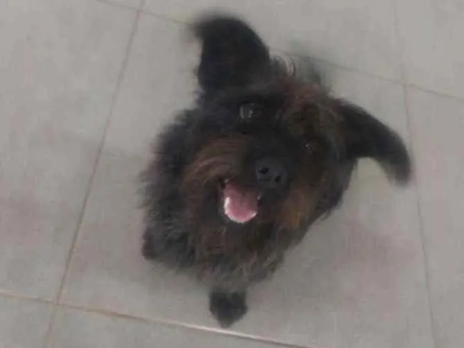 Cachorro ra a Vira Lata idade 3 anos nome Pandora