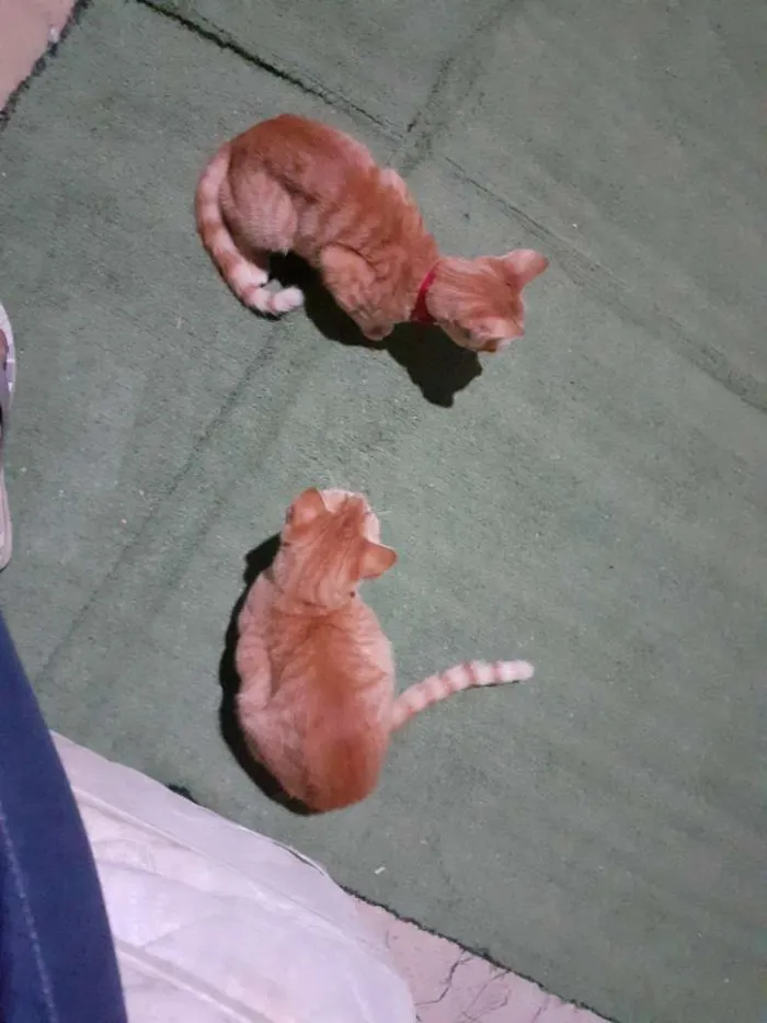 Gato ra a Indefinida idade 2 a 6 meses nome Nao sei