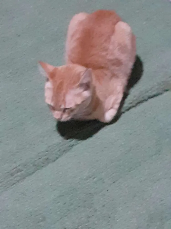 Gato ra a Indefinida idade 2 a 6 meses nome Nao sei