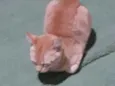 Nao sei