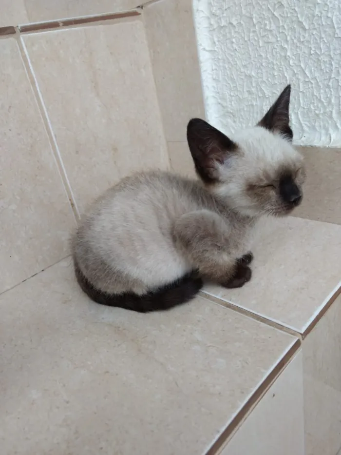 Gato ra a Siames  idade 2 a 6 meses nome Jasmin 