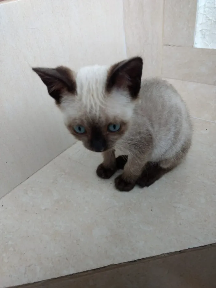 Gato ra a Siames  idade 2 a 6 meses nome Jasmin 