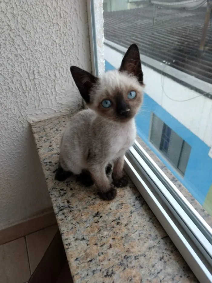 Gato ra a Siames  idade 2 a 6 meses nome Jasmin 