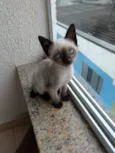 Jasmin